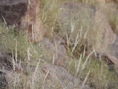 Enneapogon cenchroides