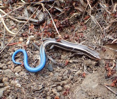 Plestiodon skiltonianus interparietalis