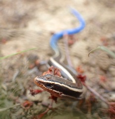 Plestiodon skiltonianus interparietalis