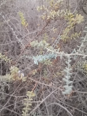 Suaeda