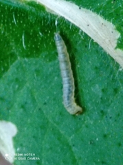 Liriomyza huidobrensis
