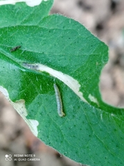 Liriomyza huidobrensis