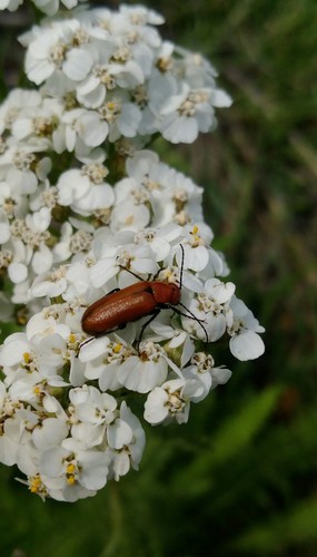 Nemognatha lutea dichroa