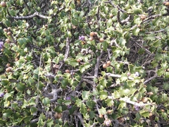Ceanothus jepsonii jepsonii
