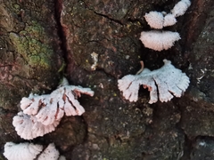 Schizophyllum commune