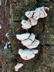 Schizophyllum commune