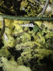 Ceratiomyxa