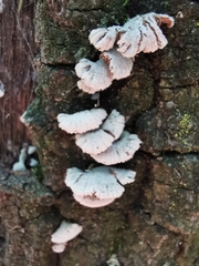 Schizophyllum commune