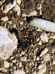 Euphydryas editha