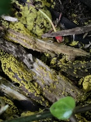 Ceratiomyxa