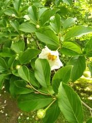 Stewartia