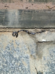 Lycodon anamallensis