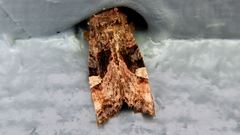 Euplexia benesimilis