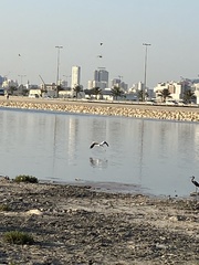 Phoenicopterus roseus