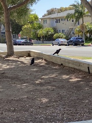 Corvus brachyrhynchos