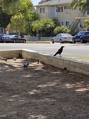 Corvus brachyrhynchos