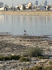 Egretta gularis