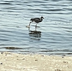 Egretta gularis