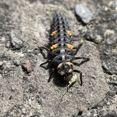 Coccinella septempunctata