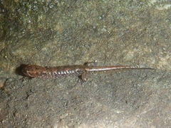 Desmognathus abditus