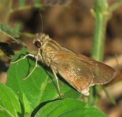 Torbenlarsenia gemella