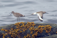 Tringa semipalmata semipalmata