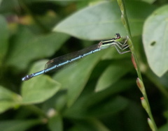 Agriocnemis pieris