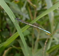 Agriocnemis pieris