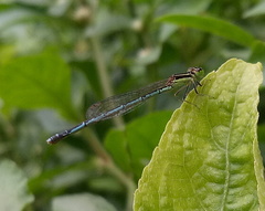 Agriocnemis pieris