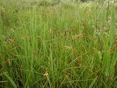 Carex disticha