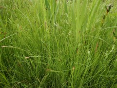 Equisetum × litorale