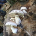 Hemipholiota populnea - Photo (c) Lorin Timaeus, μερικά δικαιώματα διατηρούνται (CC BY), uploaded by Lorin Timaeus
