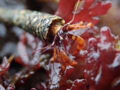 Discorsopagurus schmitti