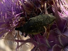 Larinus latus