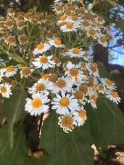 Podachaenium eminens