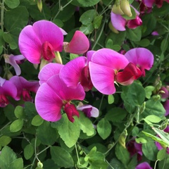 Lathyrus grandiflorus