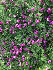 Lathyrus grandiflorus