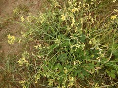 Raphanus raphanistrum landra