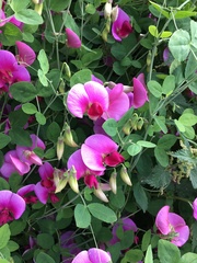 Lathyrus grandiflorus