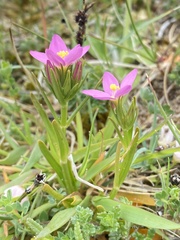 Centaurium littorale