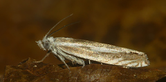 Eucosma striatana