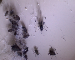 Aphididae