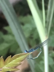 Enallagma exsulans