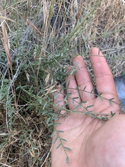 Astragalus conjunctus