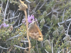 Coenonympha thyrsis