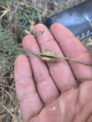 Astragalus conjunctus