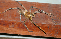 Heteropoda boiei