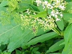 Biasticus flavinotus