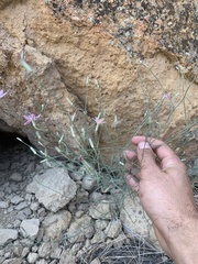 Stephanomeria tenuifolia