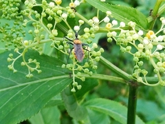 Biasticus flavinotus